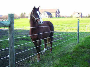 Horse contained in paddock behind a temporary electric fence